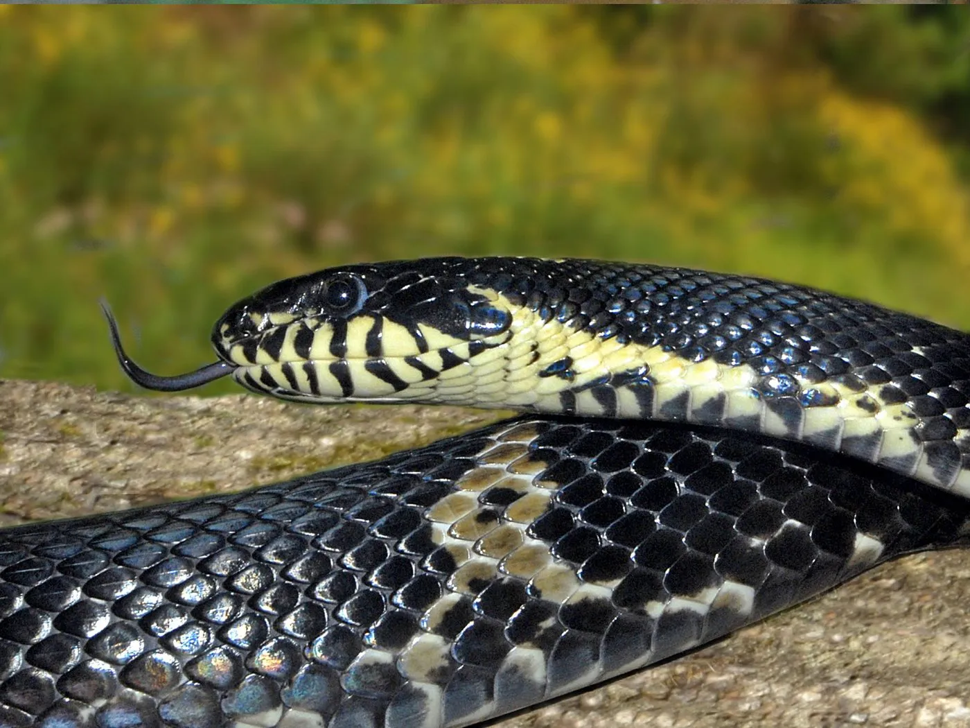 Amurnatter (Elaphe schrenckii)