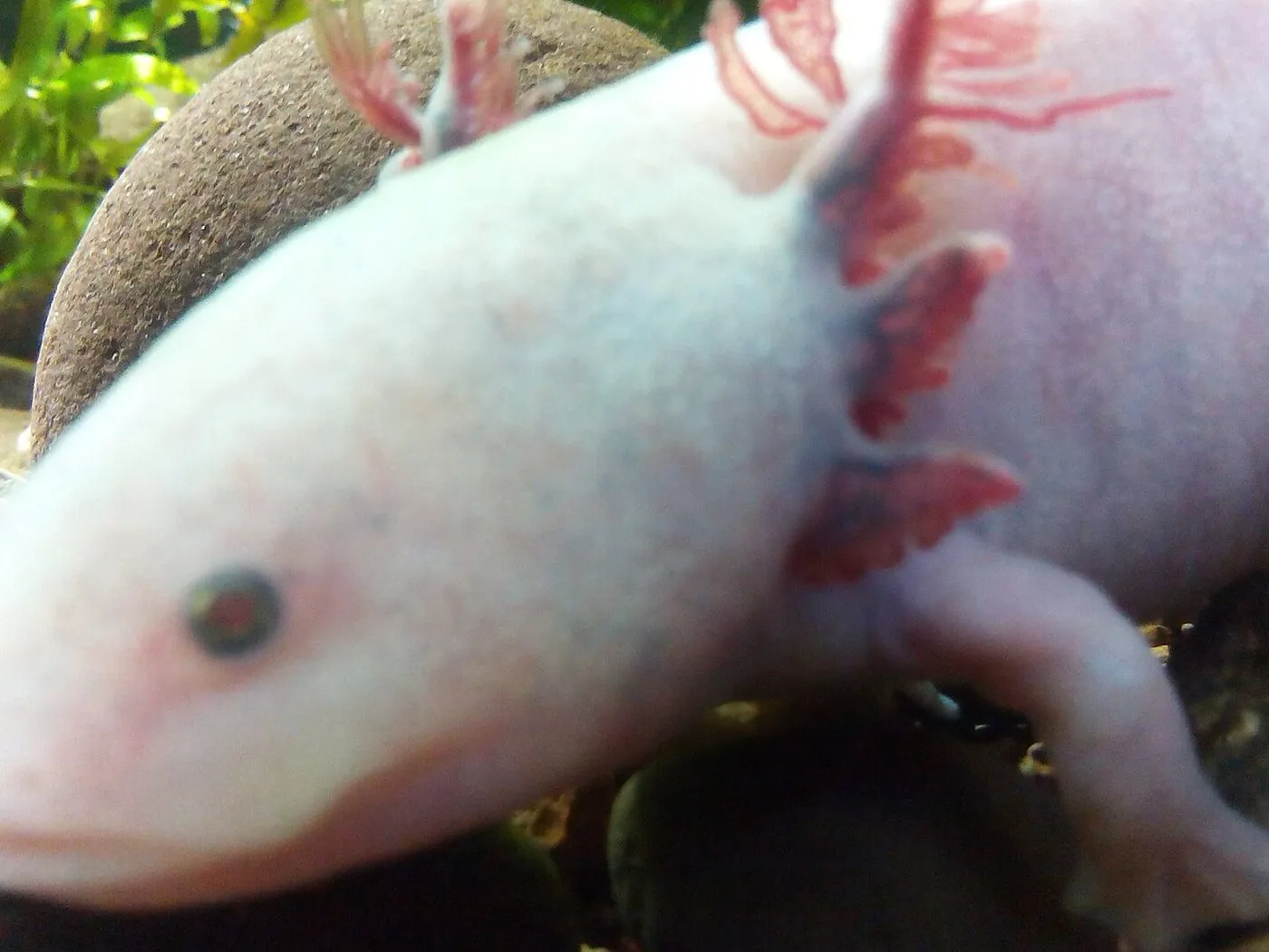Axolotl (Ambystoma mexicanum)