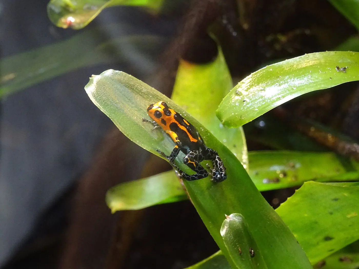 Baumsteiger Ranitomeya imitator (Ranitomeya imitator)