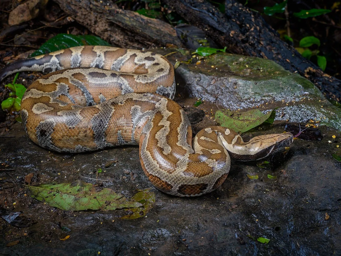 Blutpython (Python brongersmai)