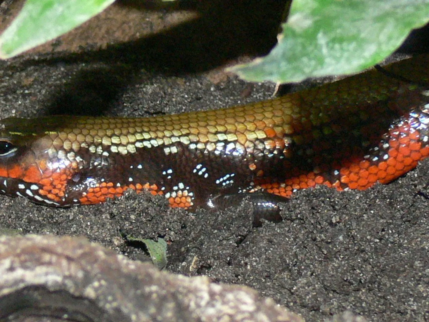 Feuerskink (Mochlus fernandi)