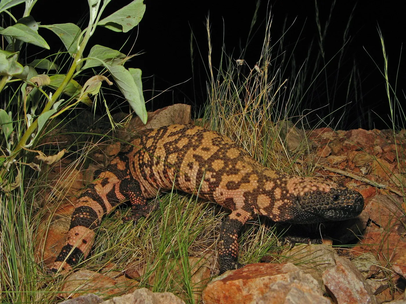 Gila-Krustenechse (Heloderma suspectum)