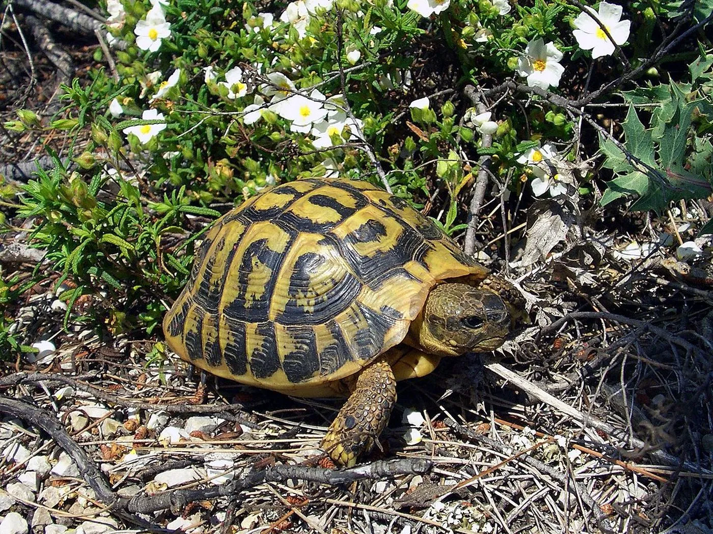 Griechische Landschildkröte (Testudo hermanni)