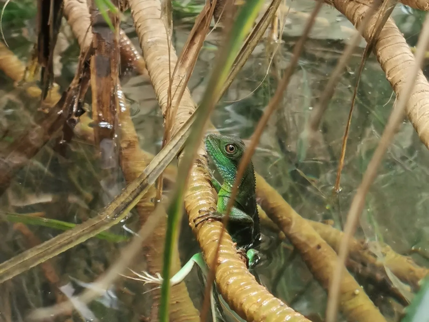 Grüne Wasseragame (Physignathus cocincinus) zwischen Pflanzen