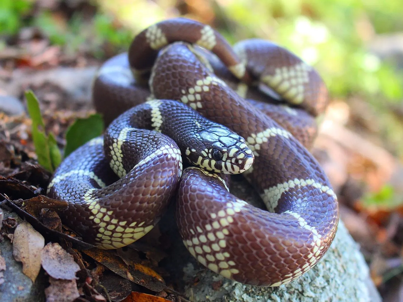 Kalifornische Kettennatter (Lampropeltis californiae)