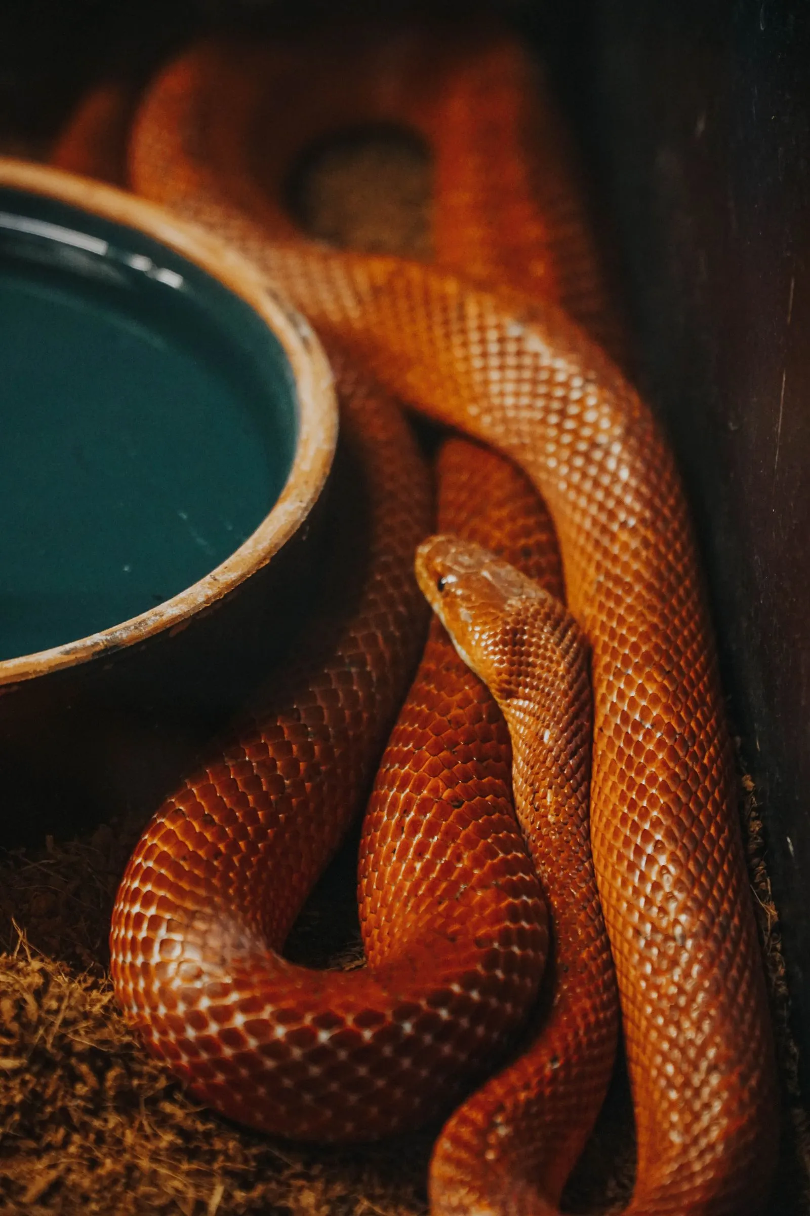 Kornnatter neben der Wasserschale im Terrarium