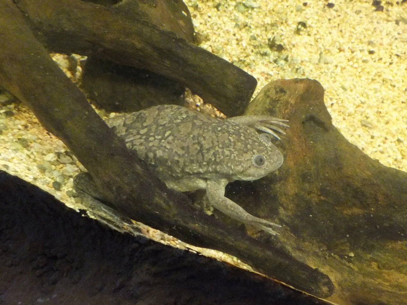 Glatter Krallenfrosch (Xenopus laevis)