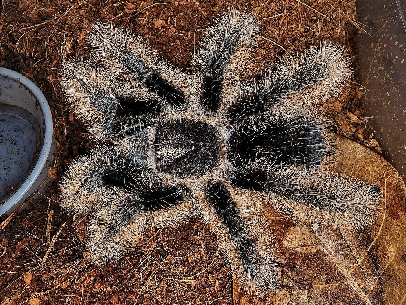 Kraushaar-Vogelspinne (Tliltocatl albopilosus) auf Kokossubstrat