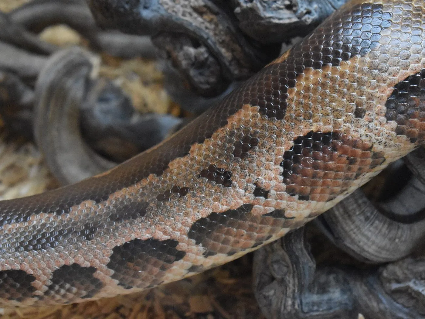 Kurzschwanzpython (Python curtus)