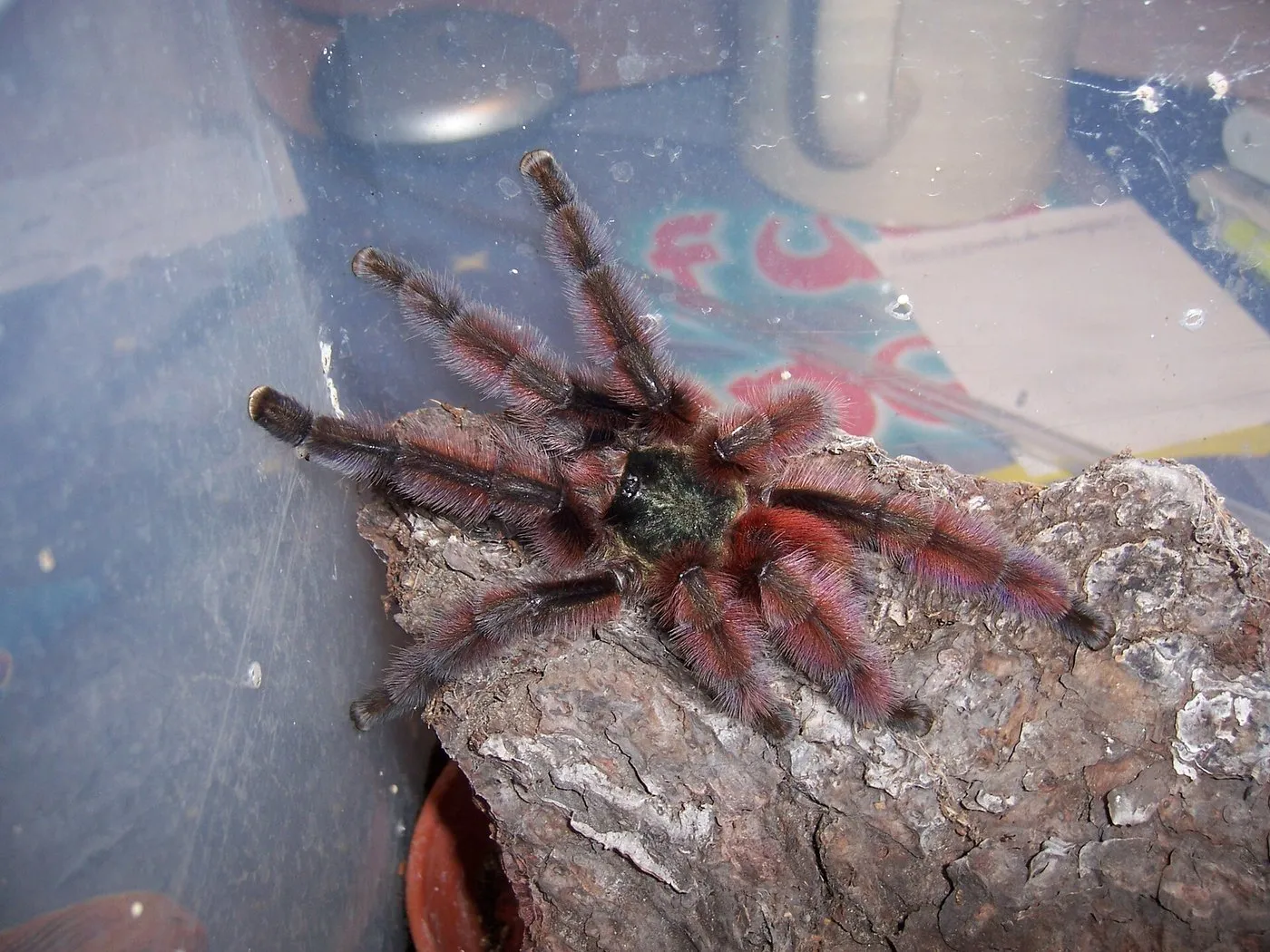 Martinique-Baumvogelspinne (Caribena versicolor) auf einem Korkast
