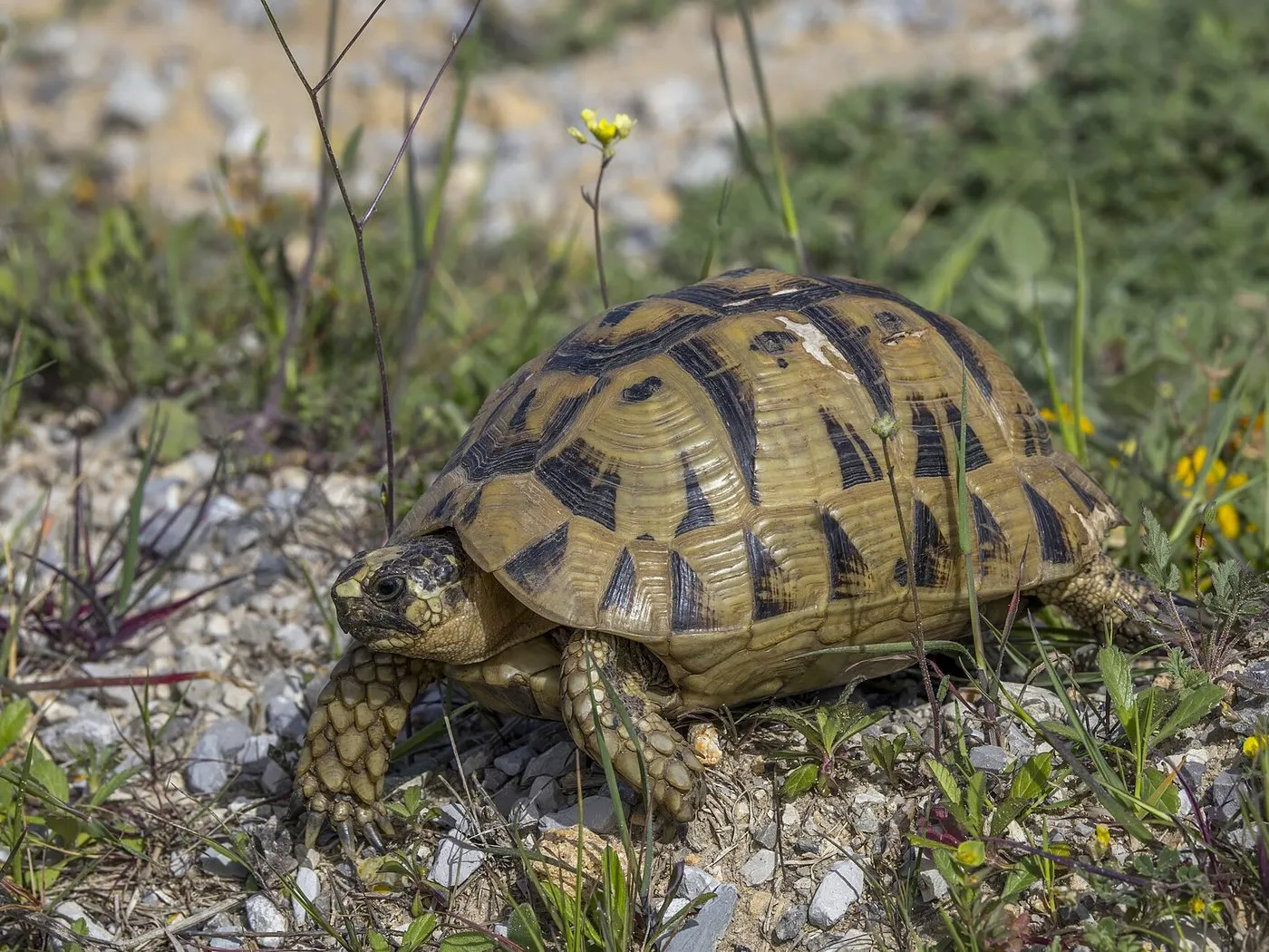 Maurische Landschildkröte (Testudo graeca)