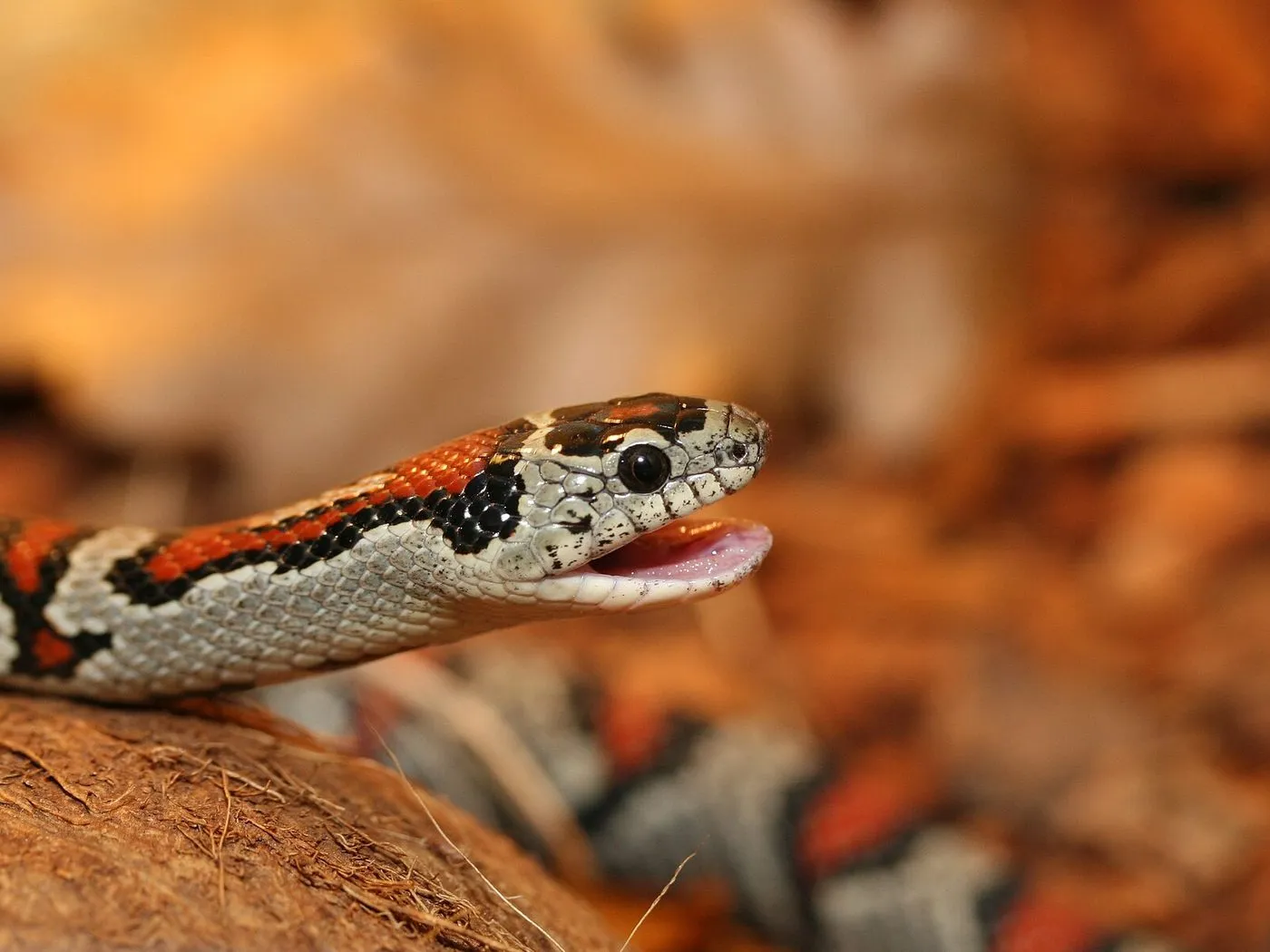Mexikanische Königsnatter (Lampropeltis mexicana)