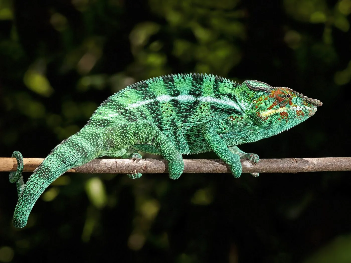 Pantherchamäleon (Furcifer pardalis)