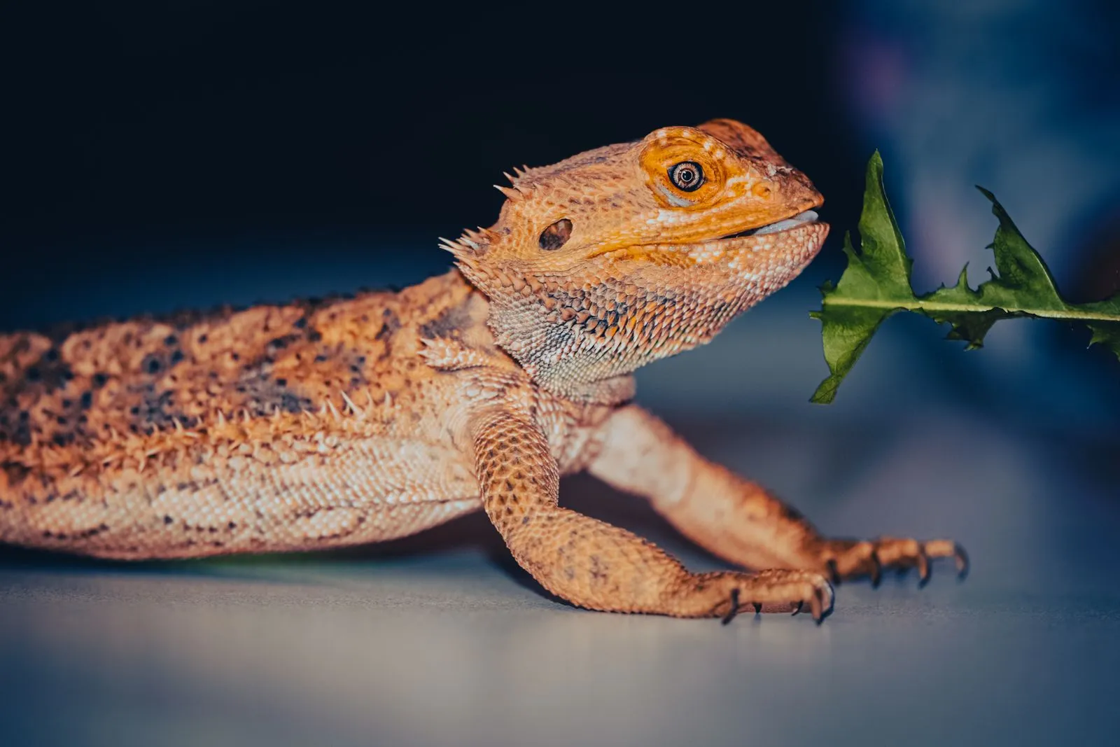 Bartagame im Profil vor dunkelblauem Grund