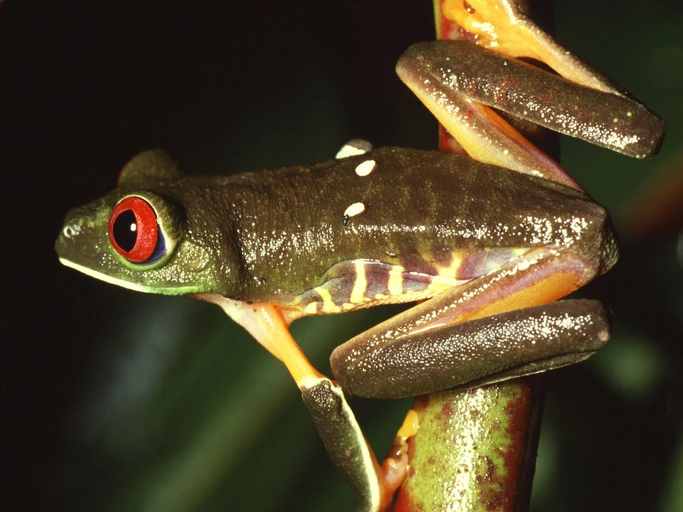 Rotaugenlaubfrosch (Agalychnis callidryas)