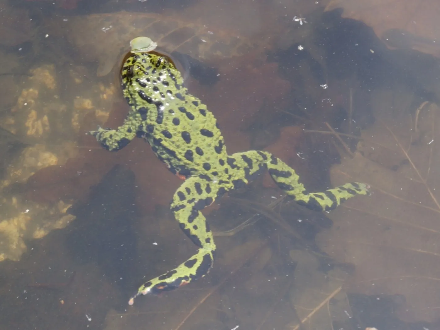 Chinesische Rotbauchunke (Bombina orientalis) im flachen Wasser