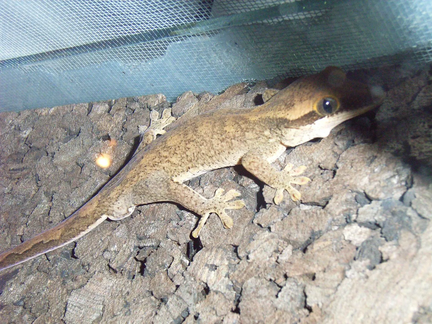 Sarasins Gecko (Correlophus sarasinorum)
