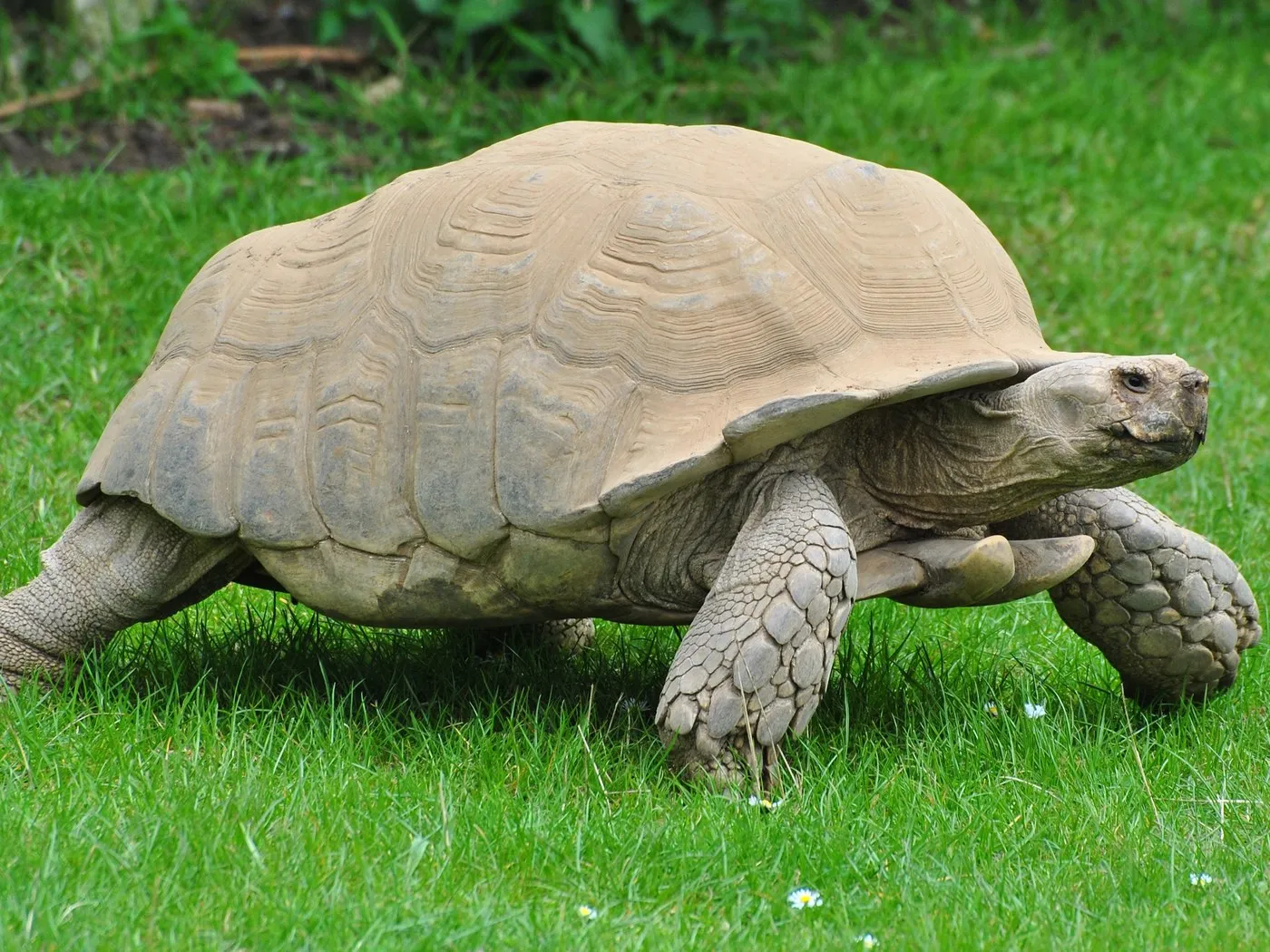 Spornschildkröte (Centrochelys sulcata)