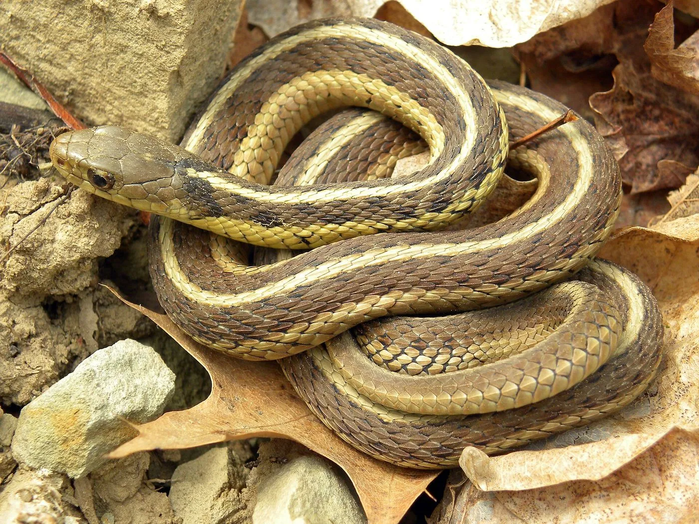 Strumpfbandnatter (Thamnophis sirtalis)