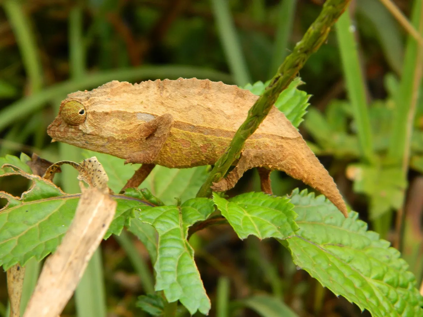 Stummelschwanz-Chamäleon (Rieppeleon brevicaudatus)