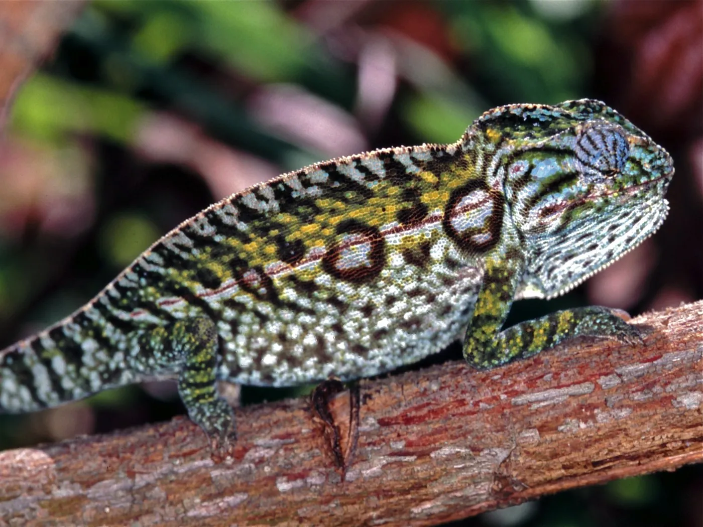 Teppichchamäleon (Furcifer lateralis)