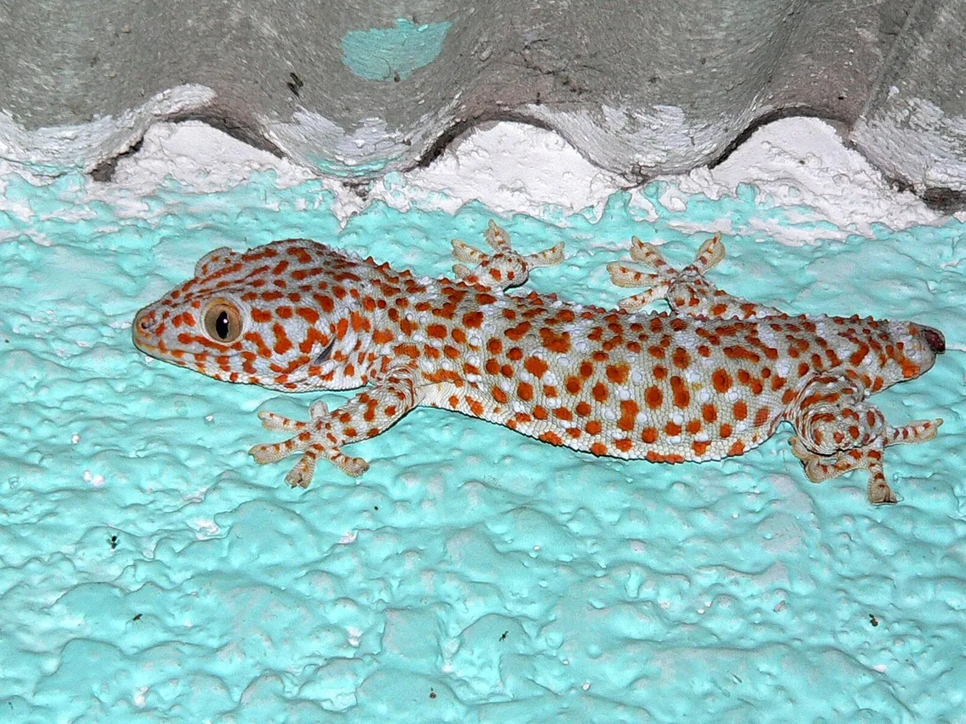 Tokeh (Gekko gecko) mit orangeroter Punktzeichnung